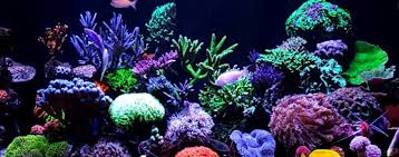 Malaysia Marine aquarium Live fish and dry stock store location