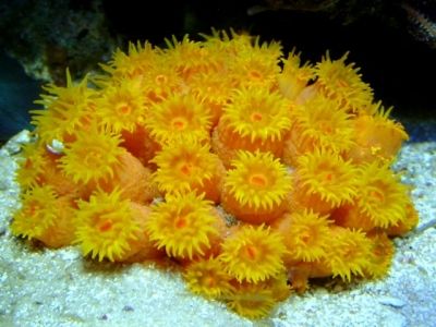Sunnies in the reef! – Keeping Sun corals in a reef tank