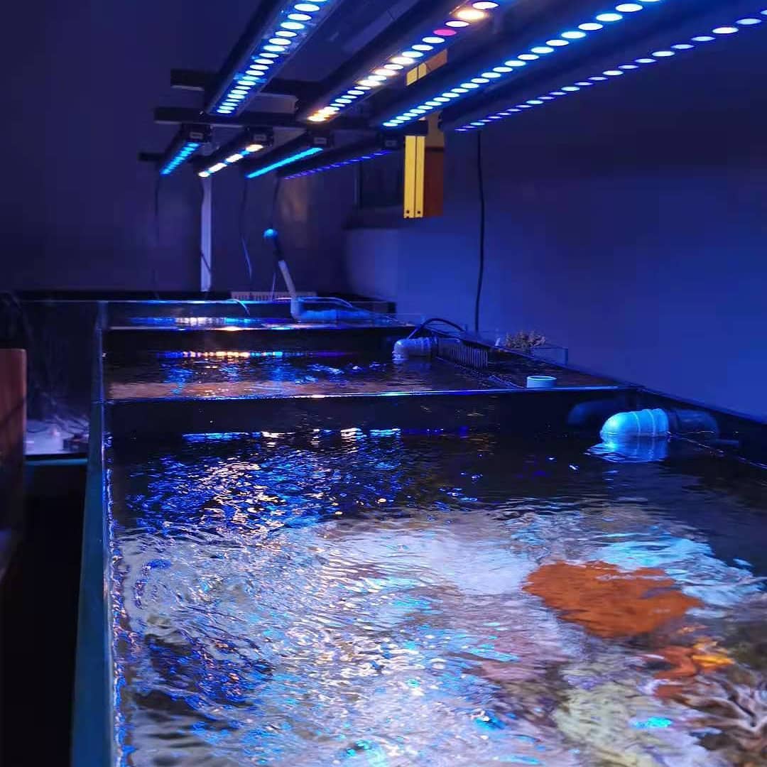Violet Bio Led Spectra neo super blue, violet , UV led aquarium light bar 2ft,3ft,4ft ...