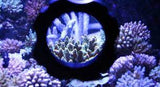 aquarium 2-in-1 aquarium glass cleaner magnifier coral viewer