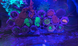 ocean tech strong suction cup acrylic frag tray