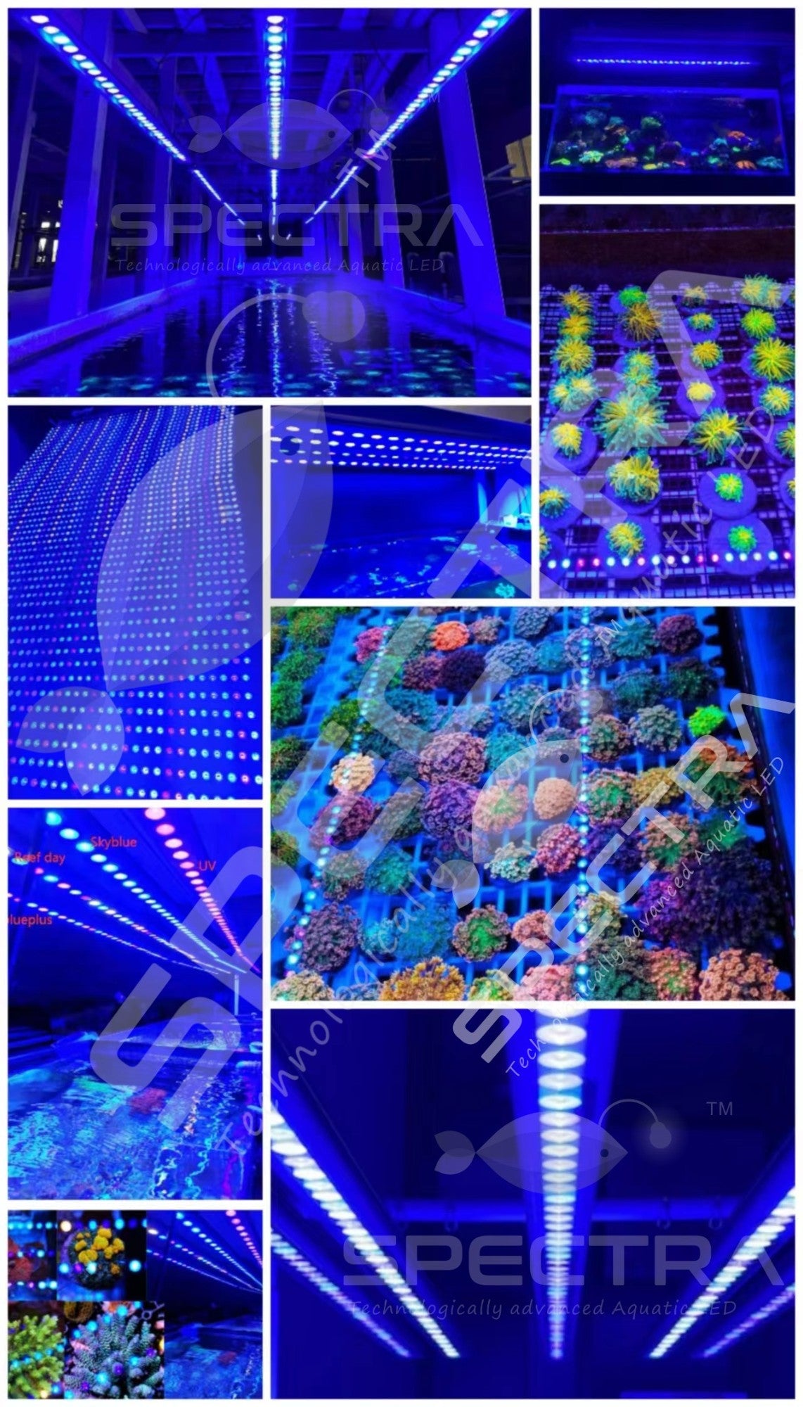 Violet Bio Led Spectra neo super blue, violet , UV led aquarium light bar 2ft,3ft,4ft ...