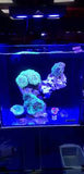 Aqua Knight Spectra nano aquarium led (M029) - Marine - #myaquariumshops#
