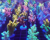Guo Elephant 20g coral frag and plant glue - #myaquariumshops#