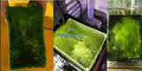 In-sump/ tank ATS / UAS algae scrubber - #myaquariumshops#