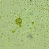 Karine Marine farm Live Phytoplankton ( Tetraselmis SP.) - #myaquariumshops#
