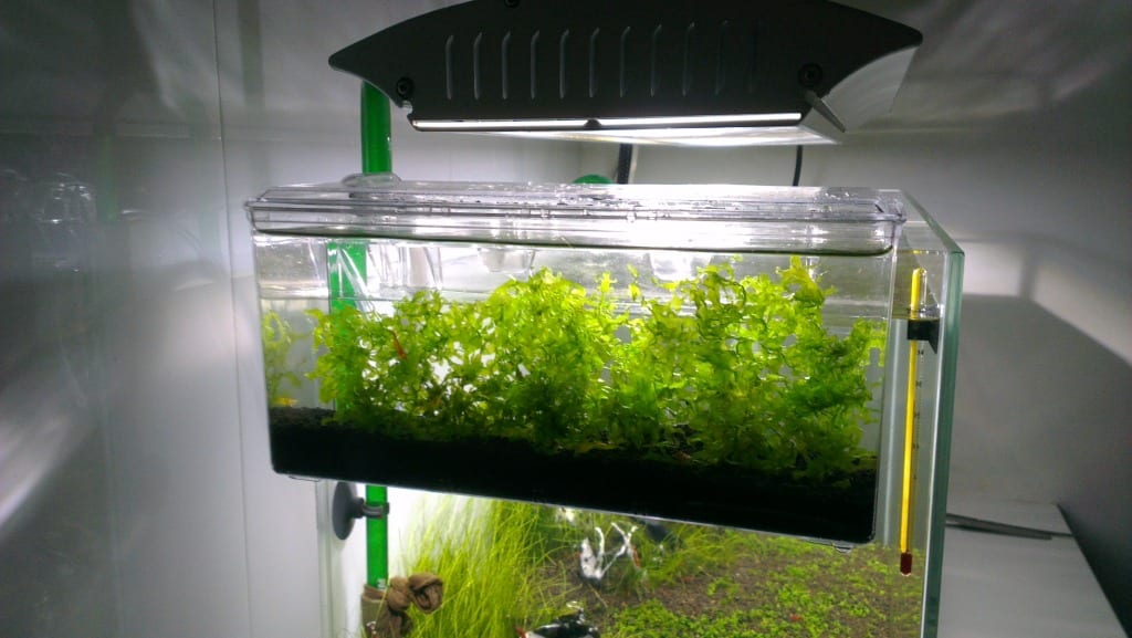 Mr Aqua External hanging Isolation Breeding box