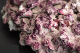 **New generation ** aqua forest purple dry rock - 10 kg - #myaquariumshops#