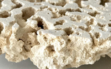 MARCOROCKS Pedestal Frag Top - Per Pc (3-5kg) / pcs