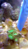 pure aquatic extendable coral target feeder - #myaquariumshops#