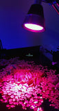 Refugium algae growing led light - #myaquariumshops#